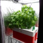 蛍光灯での栽培